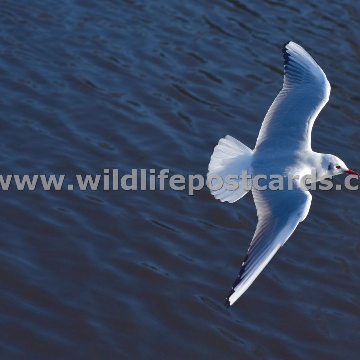 gb Gull aqua by Paul McElroy