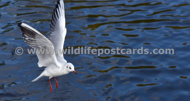 gc Landing gull by Paul McElroy