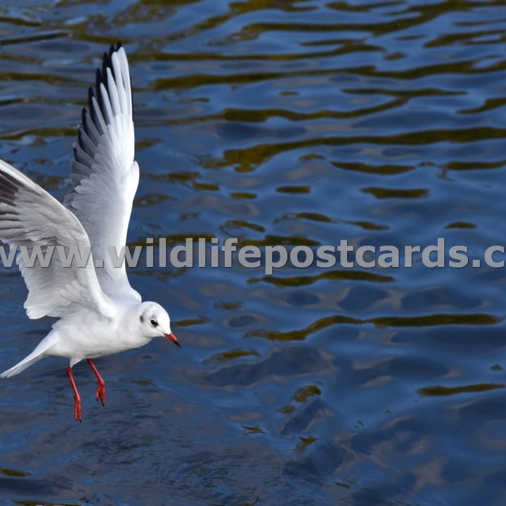 gc Landing gull by Paul McElroy