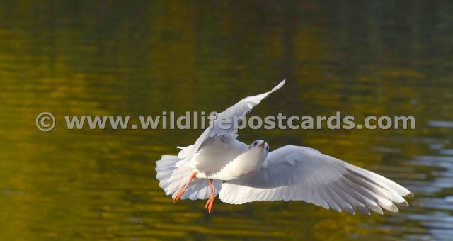 gd Gull upwards stare by Paul McElroy