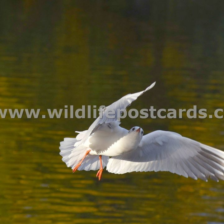 gd Gull upwards stare by Paul McElroy