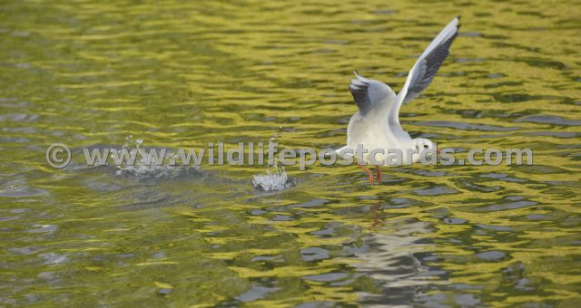 ge Gull golden take off by Paul McElroy