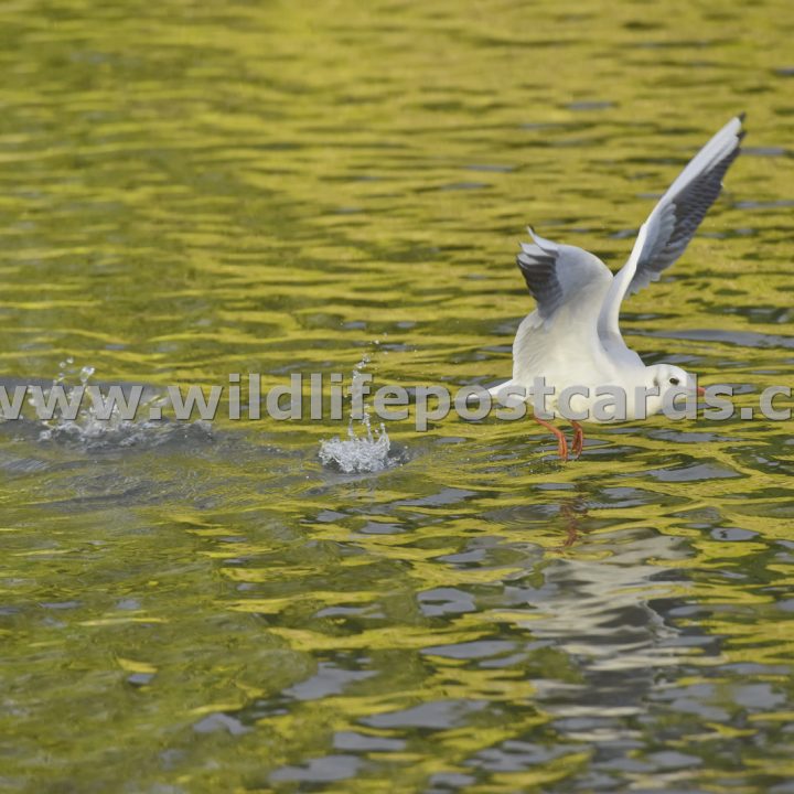 ge Gull golden take off by Paul McElroy