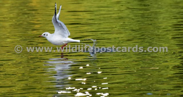 gf Gull take off at sunset by Paul McElroy