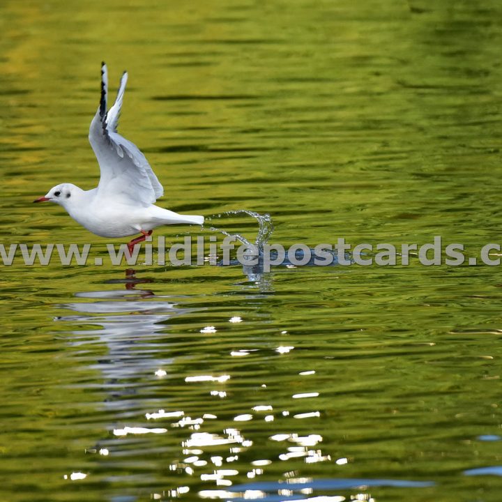 gf Gull take off at sunset by Paul McElroy