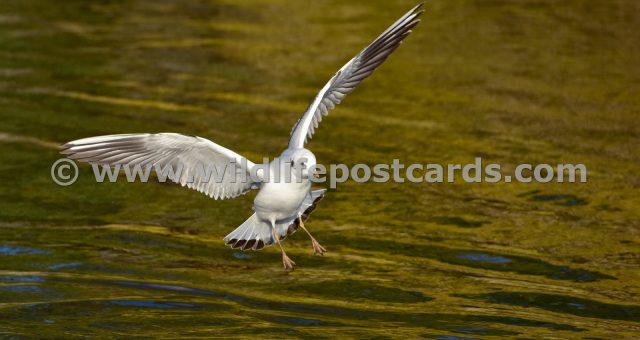 gg Gull landing by Paul McElroy