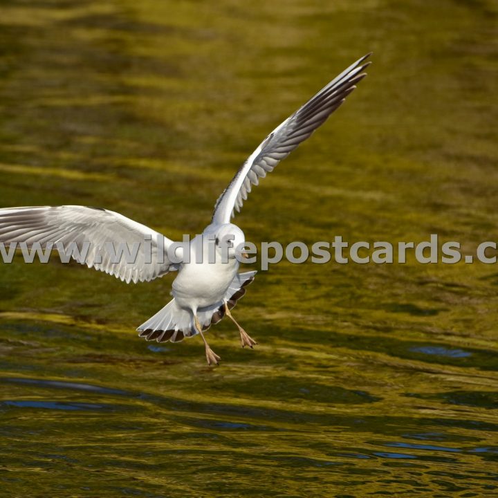 gg Gull landing by Paul McElroy