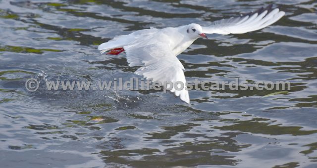 gh Gull low level take off by Paul McElroy