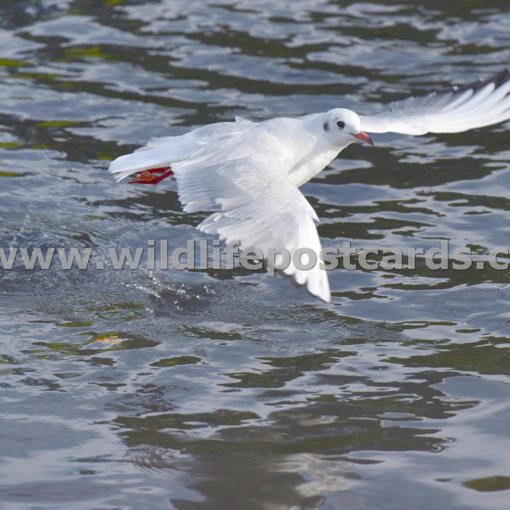 gh Gull low level take off by Paul McElroy