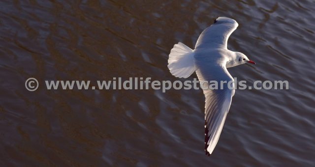 gi Gull fly past by Paul McElroy