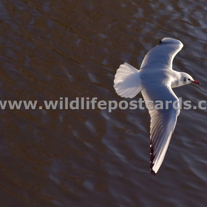 gi Gull fly past by Paul McElroy