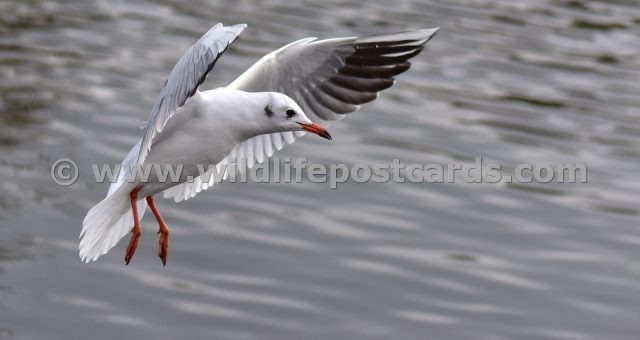 gk Gull silver landing by Paul McElroy