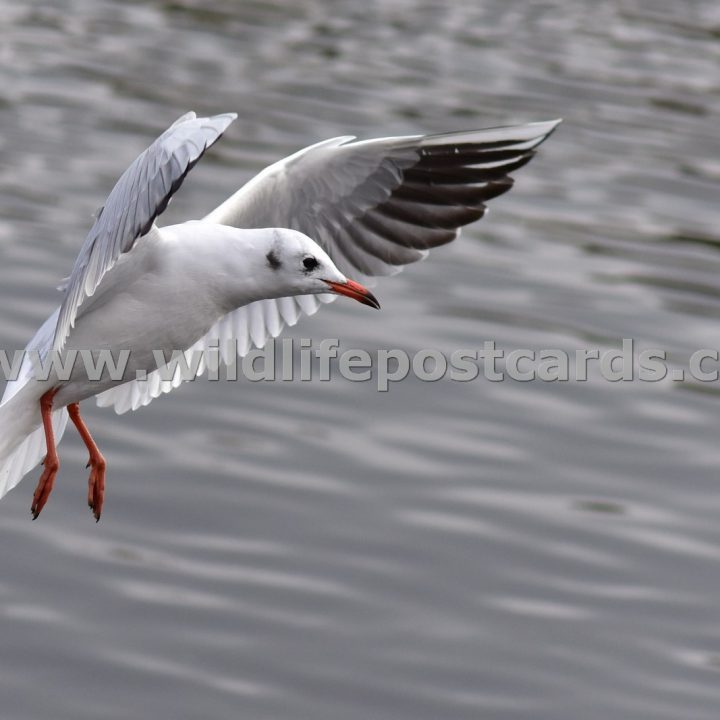 gk Gull silver landing by Paul McElroy