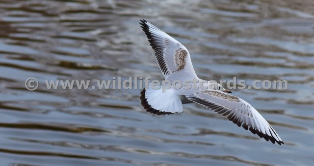 gk Gull airliner by Paul McElroy