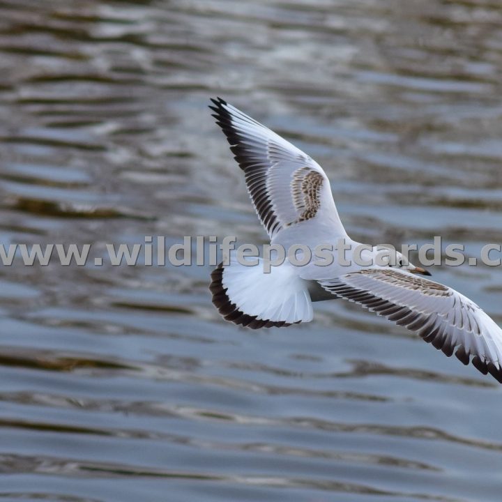 gk Gull airliner by Paul McElroy