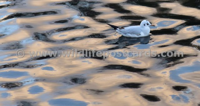 gl Gull pink mosaic by Paul McElroy