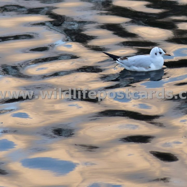 gl Gull pink mosaic by Paul McElroy