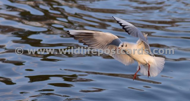 gm Gull with face shadow  by Paul McElroy