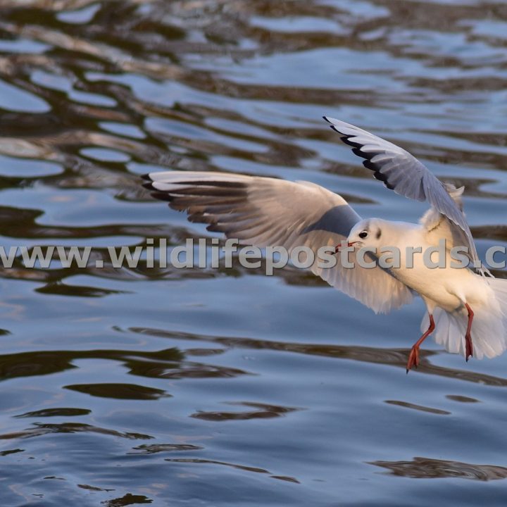 gm Gull with face shadow  by Paul McElroy