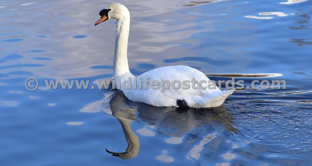 ka Arctic swan by Paul McElroy