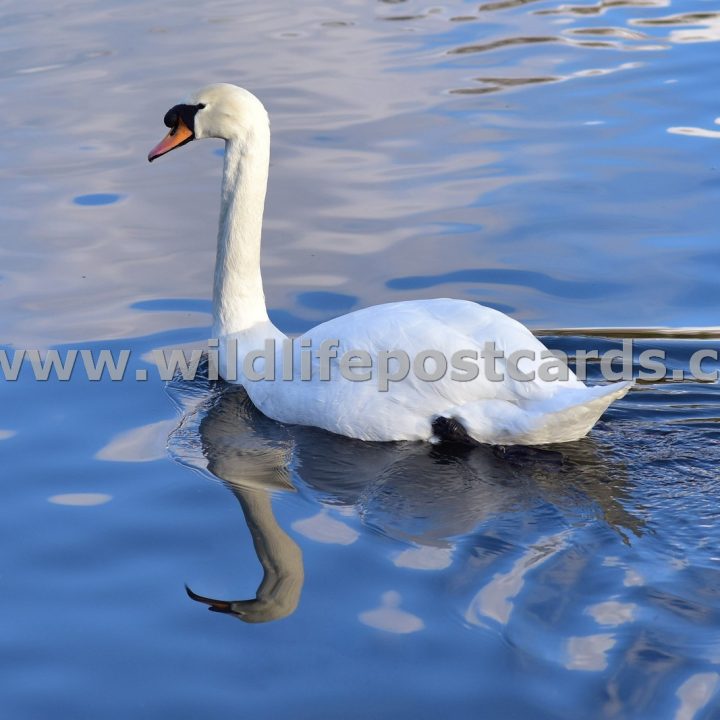 ka Arctic swan by Paul McElroy