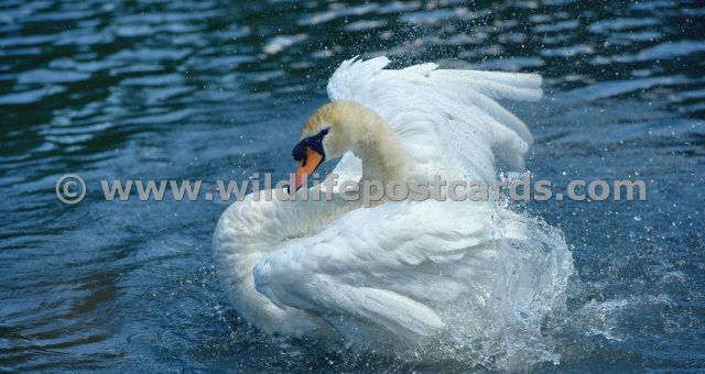 kb Swan splash by Paul McElroy