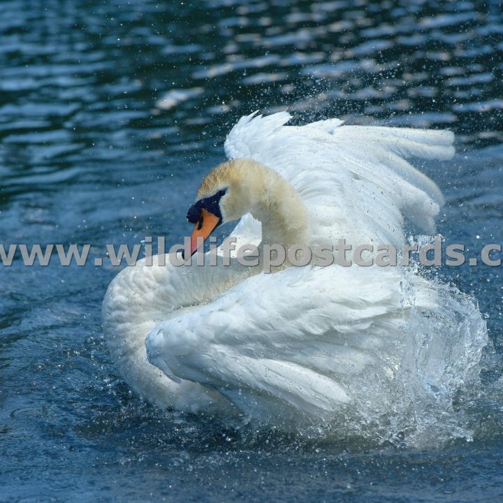 kb Swan splash by Paul McElroy