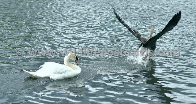 ha Greylag swan pursuit by Paul McElroy