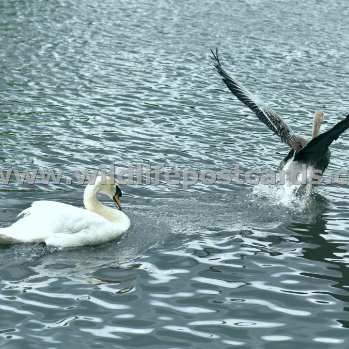 ha Greylag swan pursuit by Paul McElroy