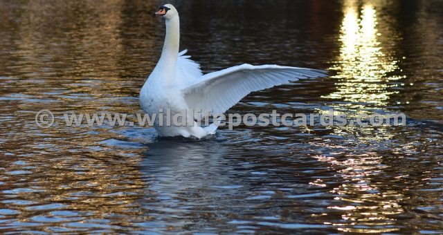 kd Swan fireworks by Paul McElroy