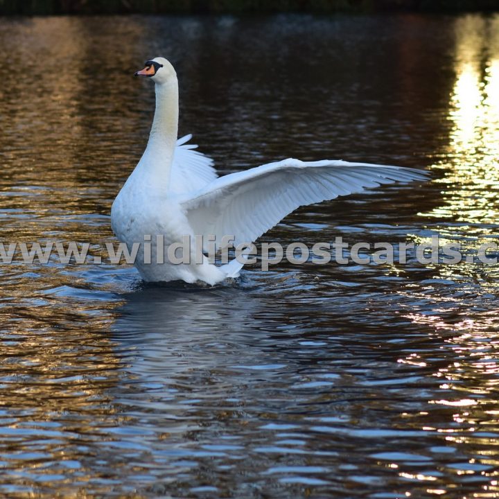 kd Swan fireworks by Paul McElroy