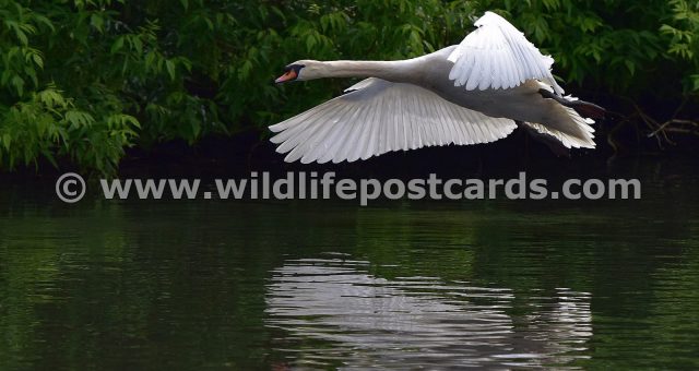 ke Swan low level flight by Paul McElroy