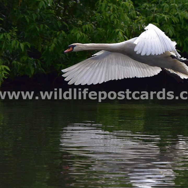 ke Swan low level flight by Paul McElroy