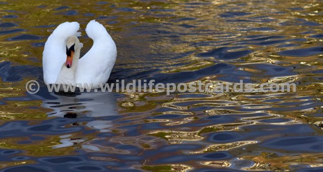 kf Swan golden pond 1 by Paul McElroy