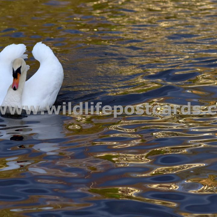 kf Swan golden pond 1 by Paul McElroy