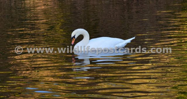 kg Swan golden pond 2 by Paul McElroy