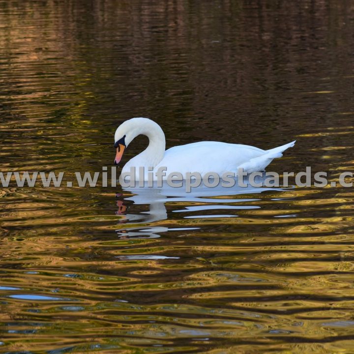 kg Swan golden pond 2 by Paul McElroy