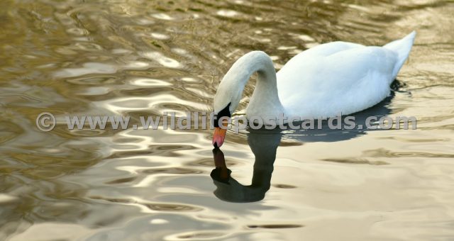 kh Swan golden pond 3 by Paul McElroy