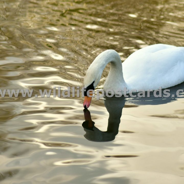 kh Swan golden pond 3 by Paul McElroy