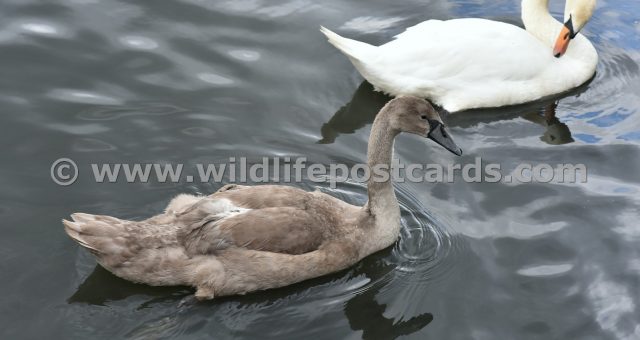 ki Mother swan and cygnet 1 by Paul McElroy