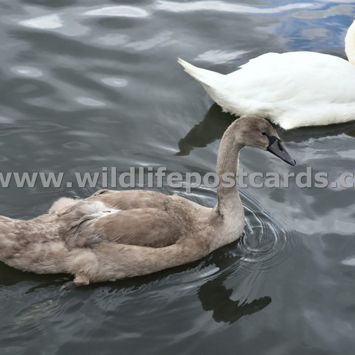 ki Mother swan and cygnet 1 by Paul McElroy