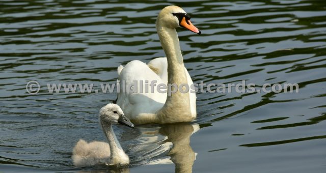 kj Swan and cygnet 2 by Paul McElroy