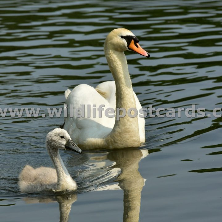 kj Swan and cygnet 2 by Paul McElroy