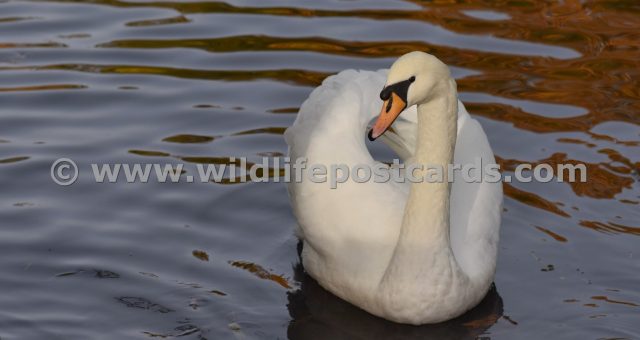 kk Swan on red mosaic by Paul McElroy