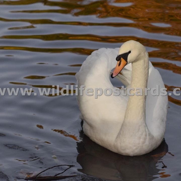 kk Swan on red mosaic by Paul McElroy