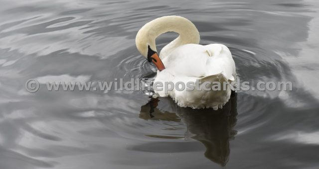 kl Swan tuck 1 by Paul McElroy