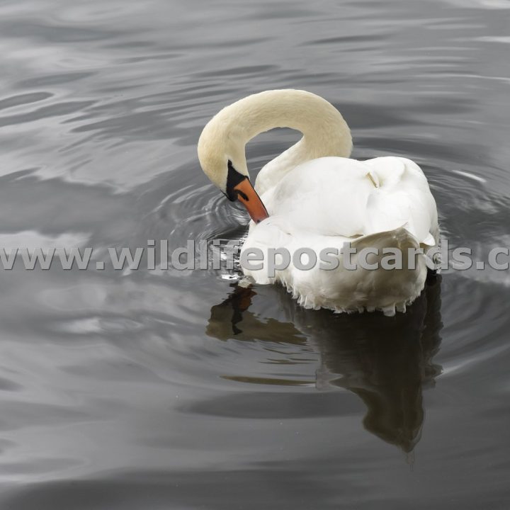 kl Swan tuck 1 by Paul McElroy