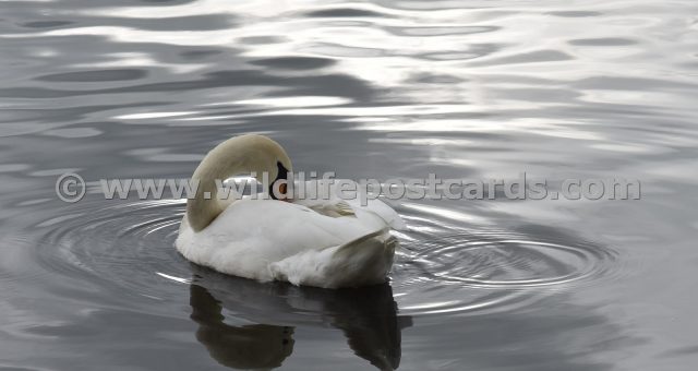 km Swan tuck 2 by Paul McElroy