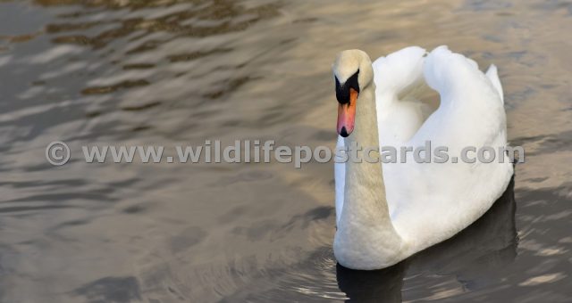 kn Swan terrific by Paul McElroy