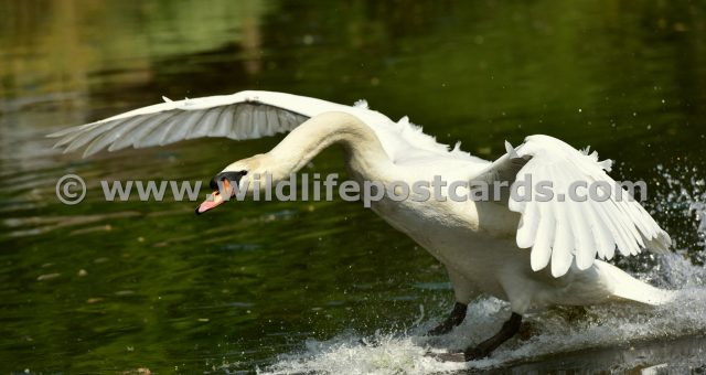 ko Swan in motion by Paul McElroy